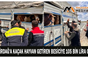 Tekirdağ'a kaçak hayvan getiren besiciye 105 bin lira ceza