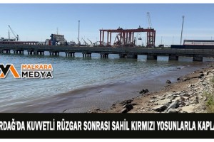 Tekirdağ'da kuvvetli rüzgar sonrası sahil kırmızı yosunlarla kaplandı