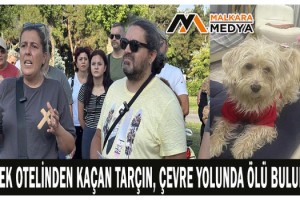 Köpek otelinden kaçan Tarçın, çevre yolunda ölü bulundu
