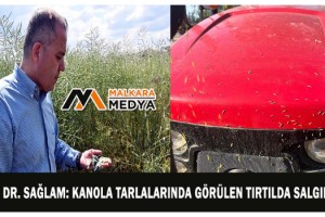 Prof. Dr. Sağlam: Kanola tarlalarında görülen tırtılda salgın yok