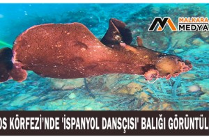 Saros Körfezi’nde 'İspanyol dansçısı' balığı görüntülendi